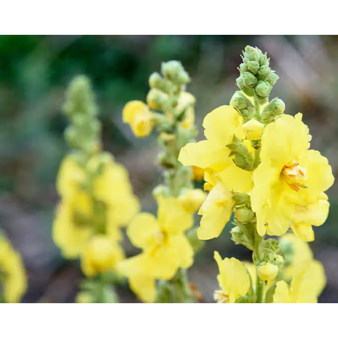 Mullein Tincture for Lung Health Support