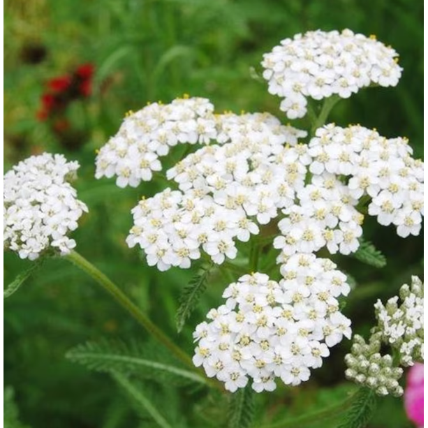 Yarrow Tincture